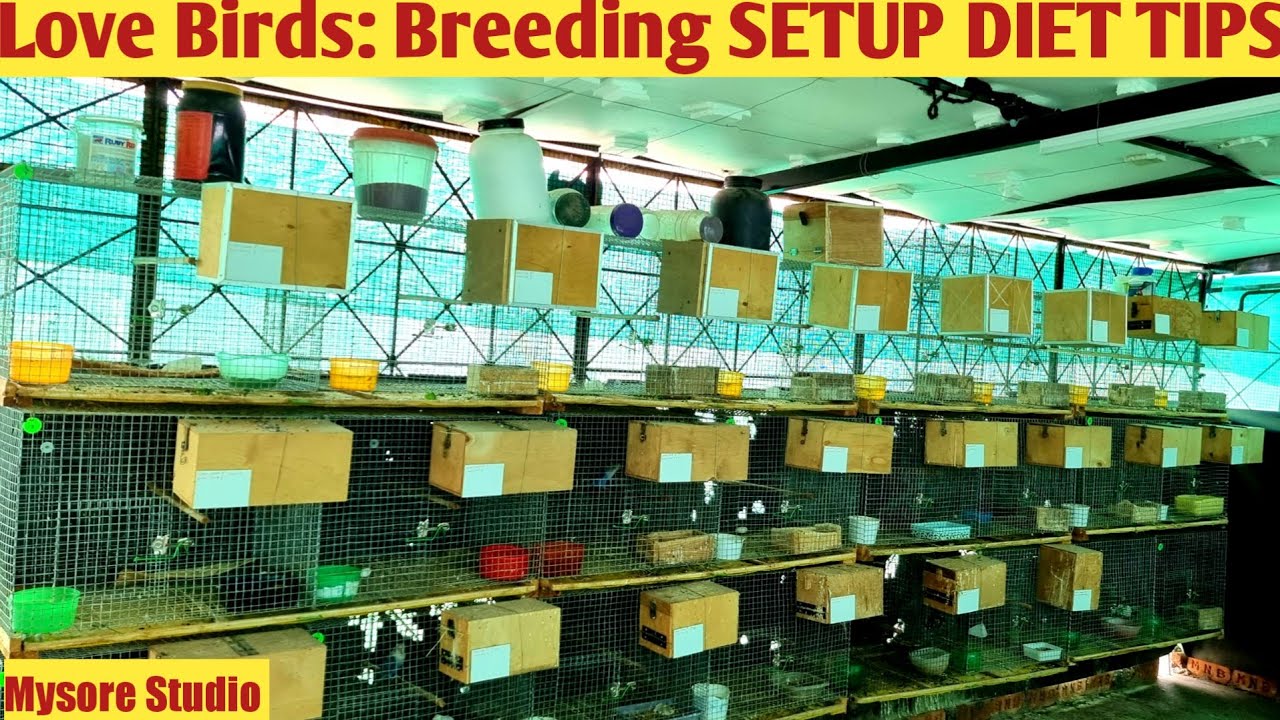 African Love Birds Breeding Setup Diet Tips | Fanciers RARE COSTLY MUTATIONS