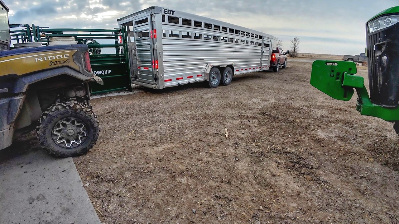 Calving on Tuesday in South Dakota