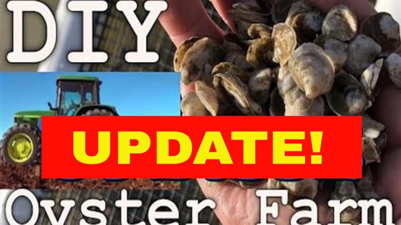 DIY OYSTER FARM UPDATE