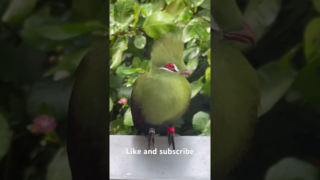 Green Turaco