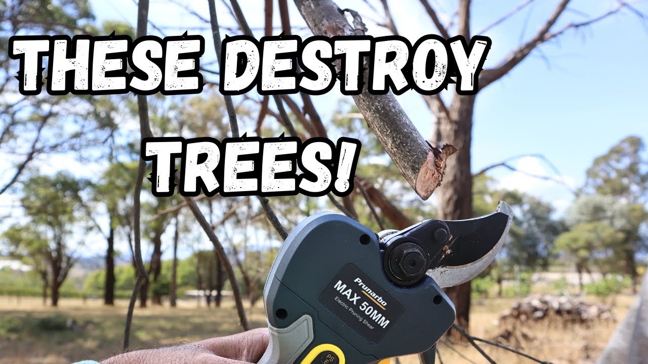 Can I Break Them? Electric Secatures Vs Dead Gum Tree  Prunarbo Review