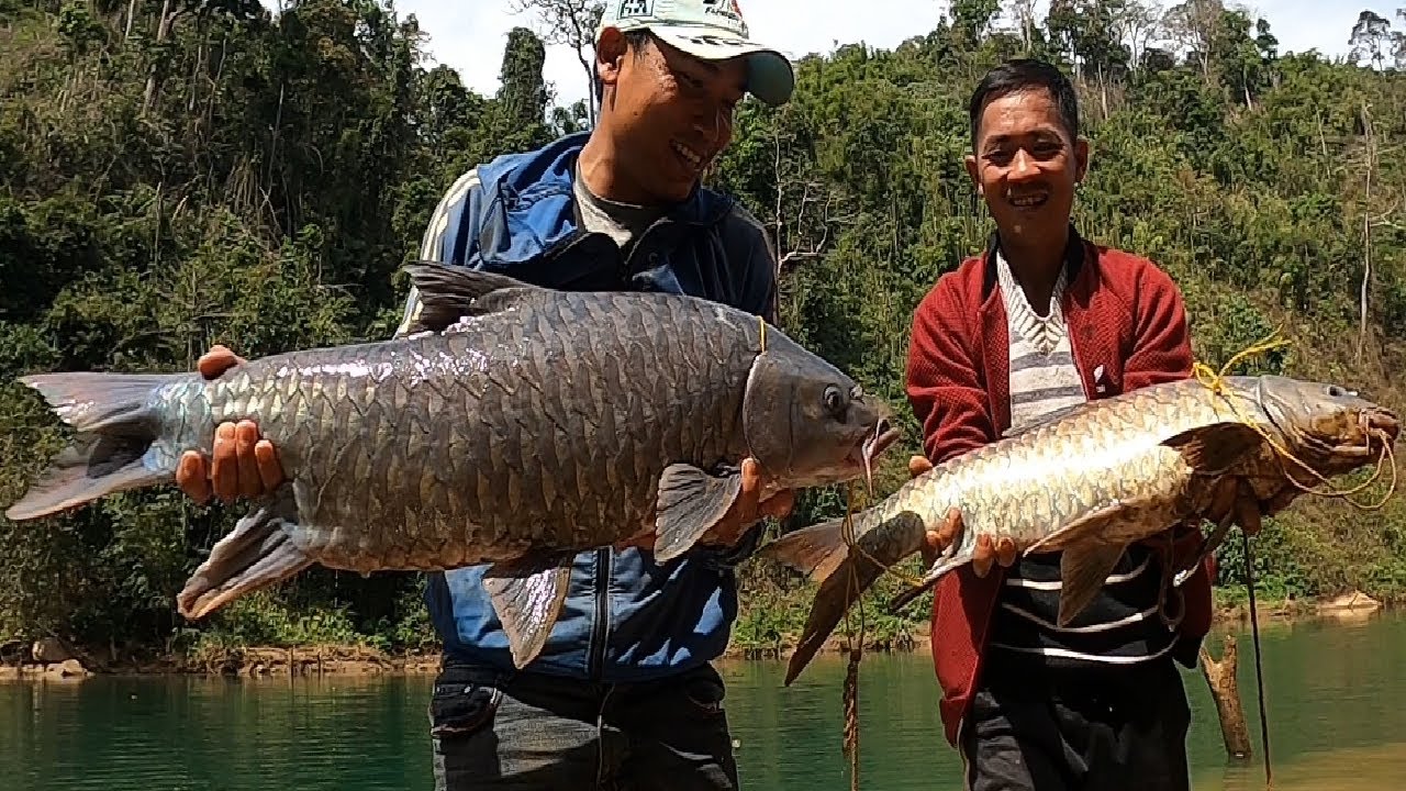 Câu lăng xê 3 con cá Me SIÊU KHỎE ở sông Đồng Nai | Big Gray Horse Fishing in river | 22-1-2024