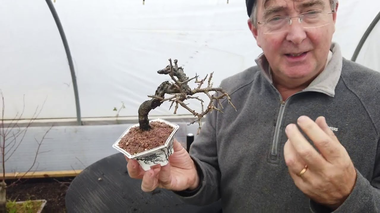 Clip and Grow Technique for Bonsai