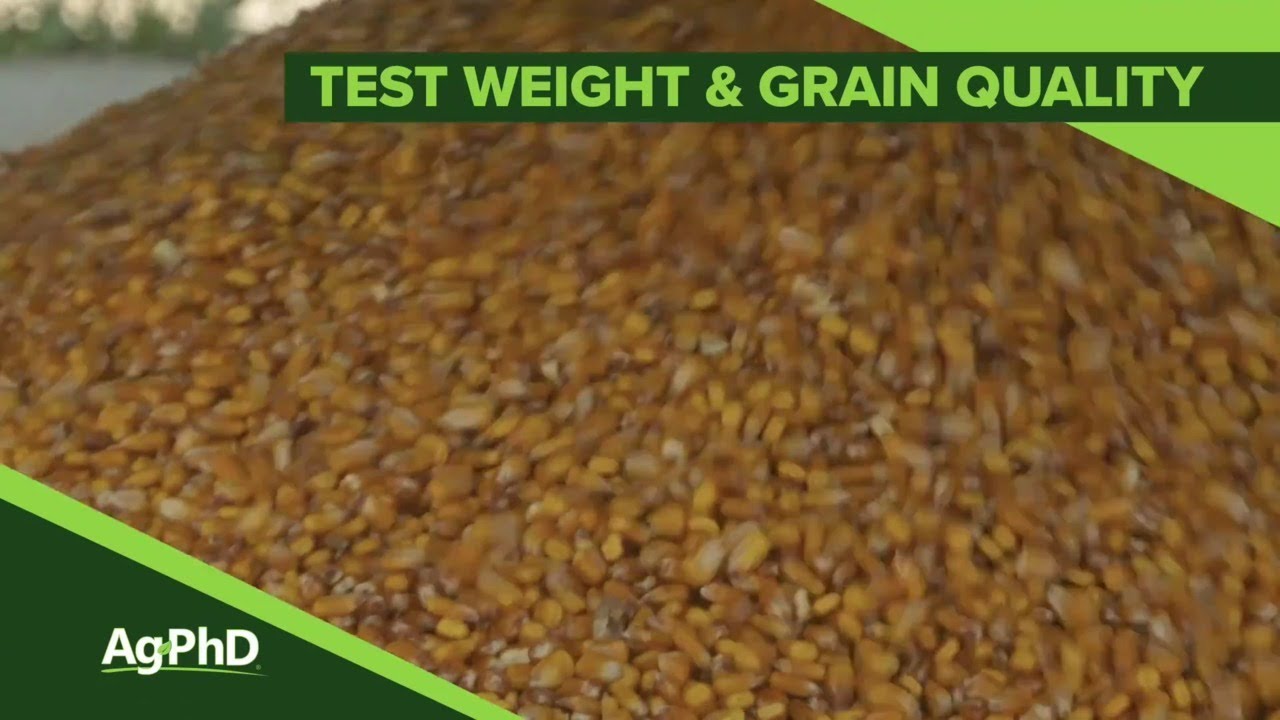 Test Weight and Grain Quality (From Ag PhD Show #1110 - Air Date 7-14-19)
