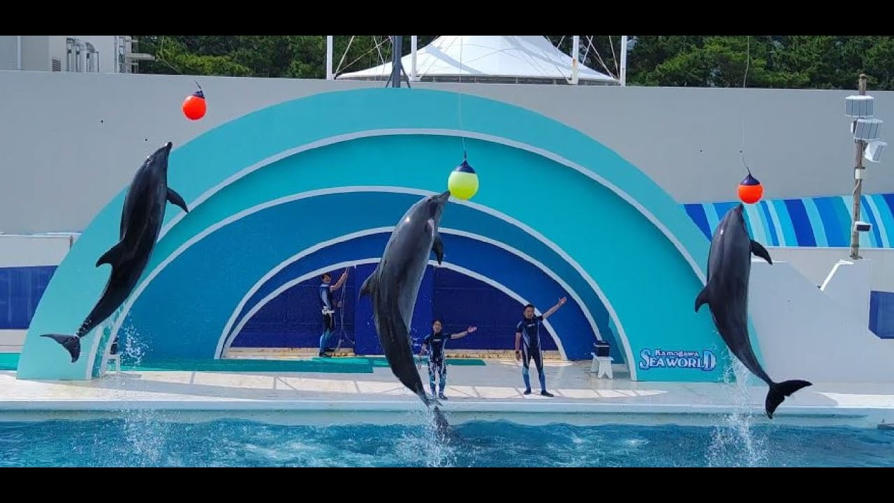 [4K Aquarium]  Dolphin show：Kamogawa sea world  / イルカショー：鴨川シーワールド  ※2023.06.24 14:30
