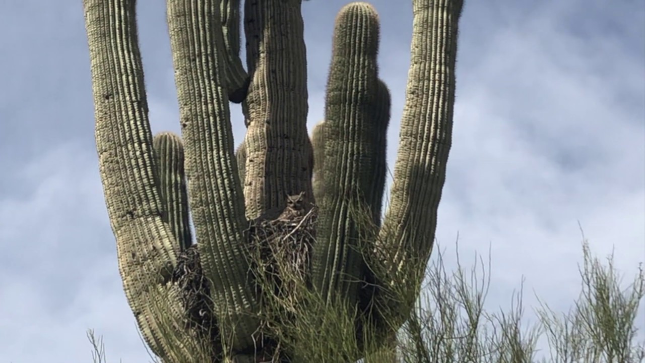🇺🇸USA🇺🇸 Hiking Trails - Dixie Mountain Loop, Phoenix - Horned Owl Nest - Easy Hike!