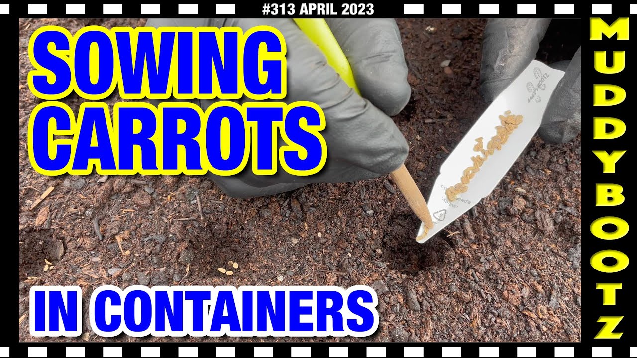 🌻313 🌻 SOWING CARROTS IN CONTAINERS 🌻 TAKING TOMATO CUTTINGS 🌻