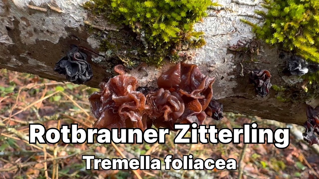 Rotbrauner Zitterling - Pilze unter der Lupe