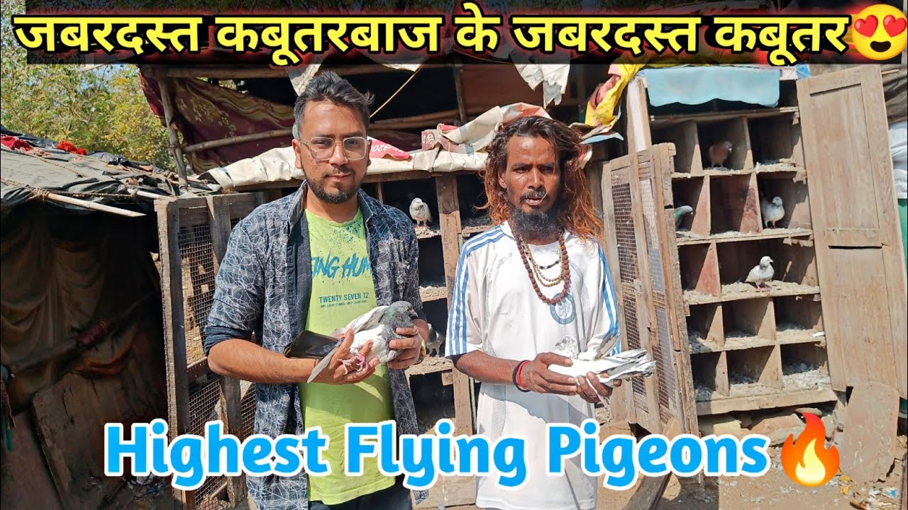 Jabardast Kabootarbaz Ke Jabardast Kabootar😍 | Highest Flying Pigeons | Aniruddha Alone