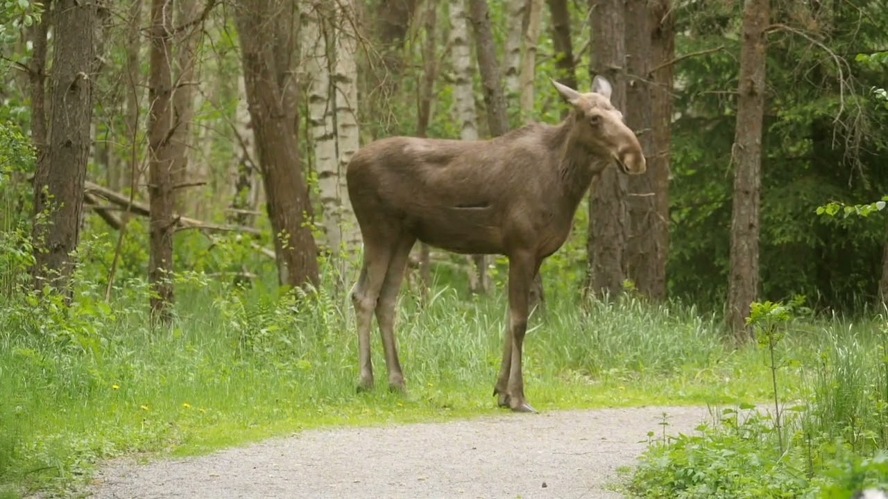 Slätmossen