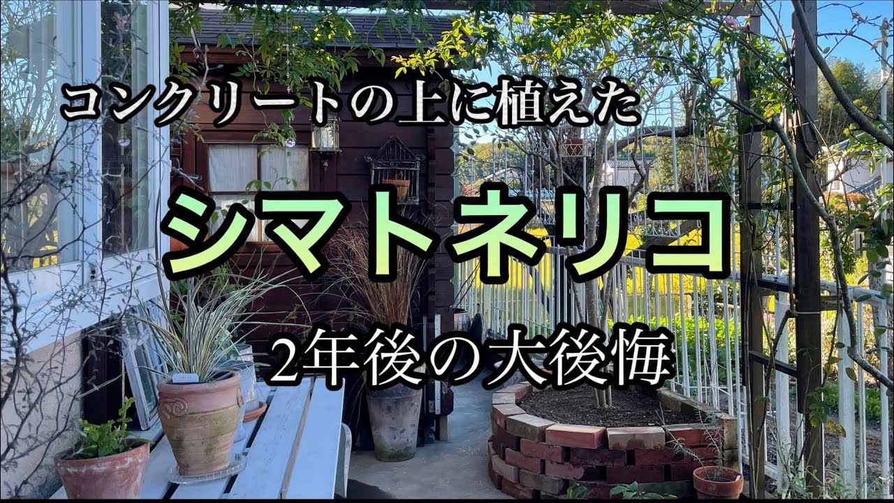 【コンクリートの上に植えたシマトネリコの根が大変！防草シート施工】今年最後のdiy /パーゴラ延長とミニ温室作り
