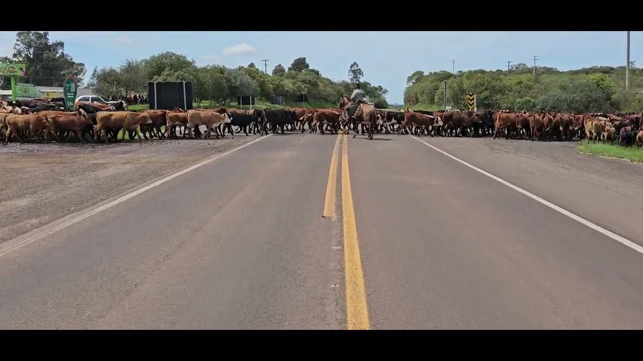 Tropeiros cruzam a tropa na BR 293, que cosa linda. BR 293 trecho entre Livramento RS e Quaraí RS.