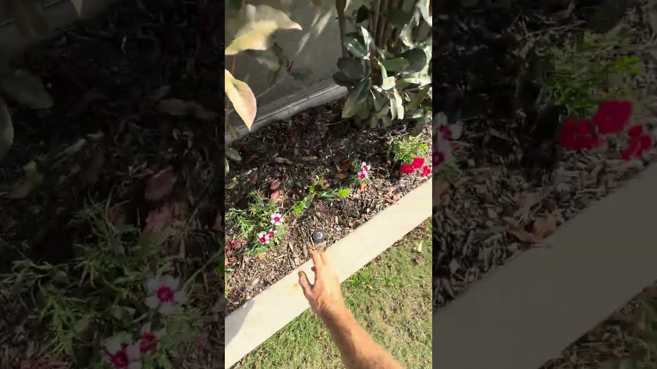 Management of kikuyu in couch lawns