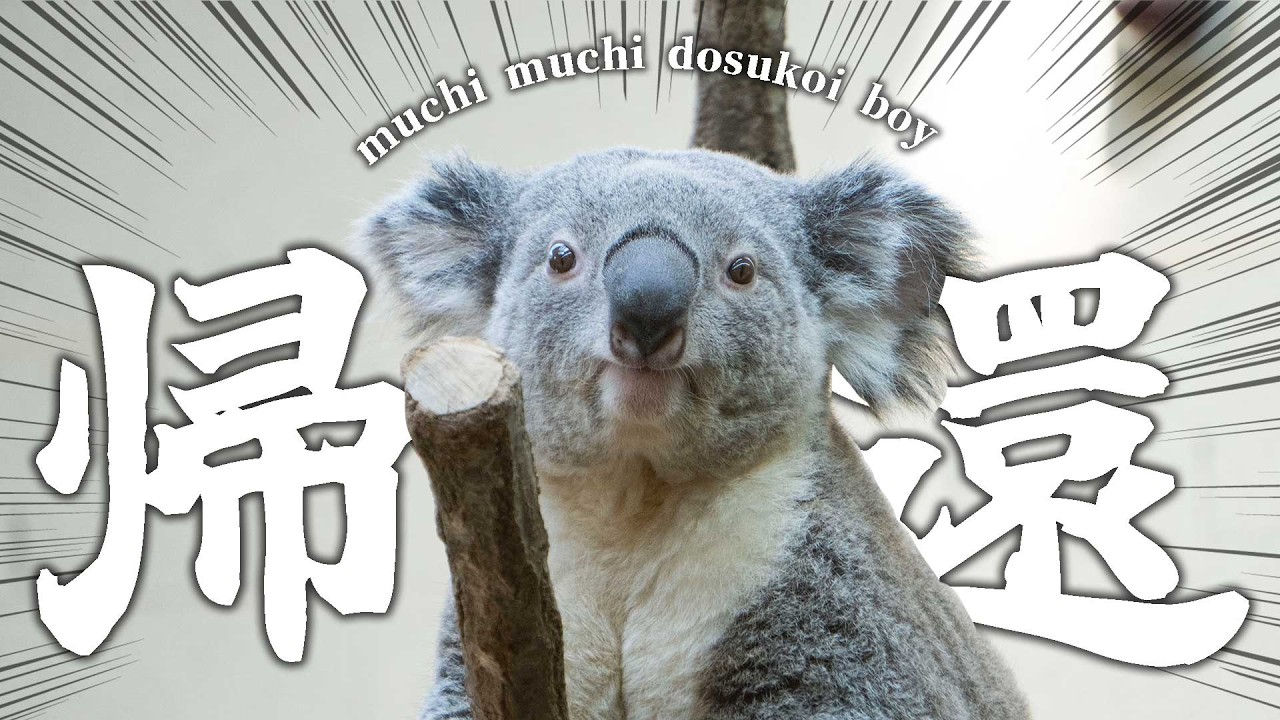半年ぶりに帰って来た王子の王子｜オウキ【コアラ】