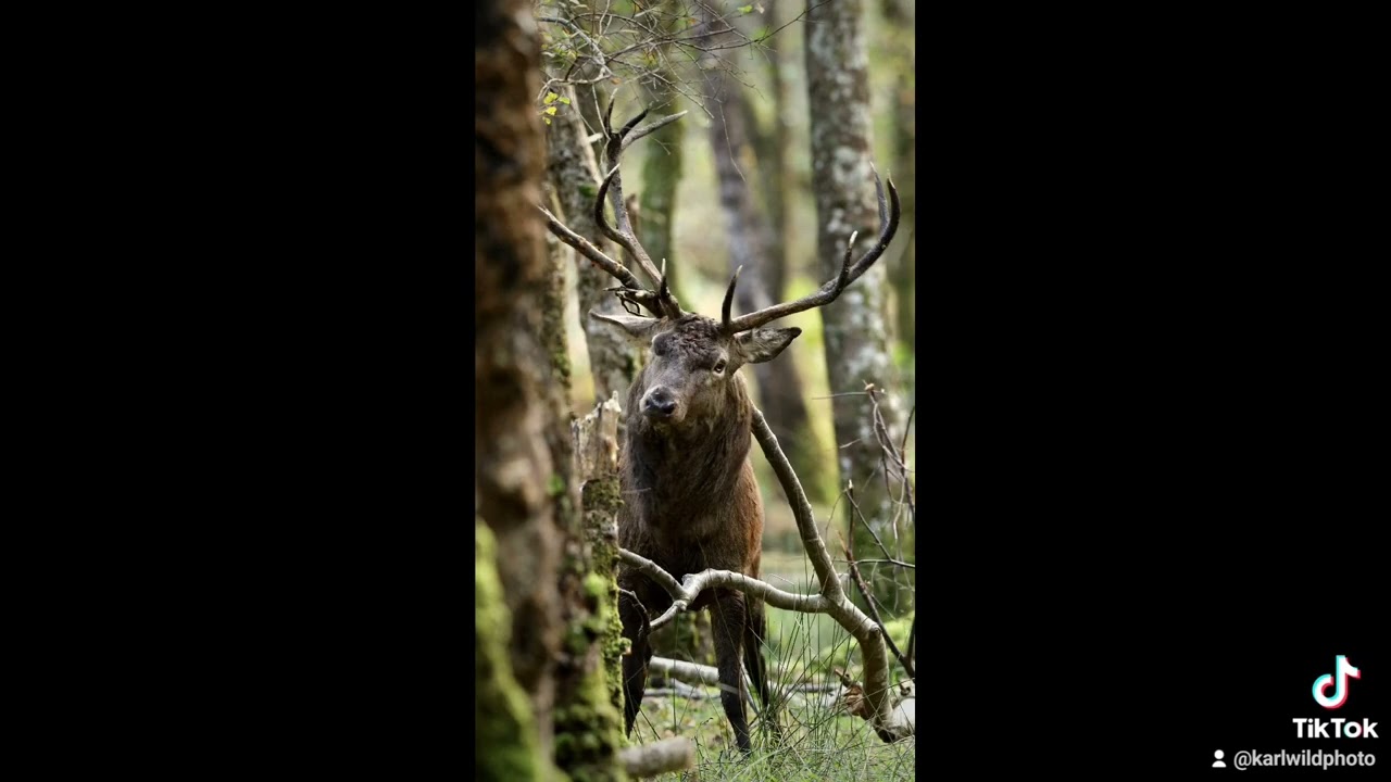 Red deer stag rubbing tree branch to mark it with his scent in Killarney National Park, Ireland