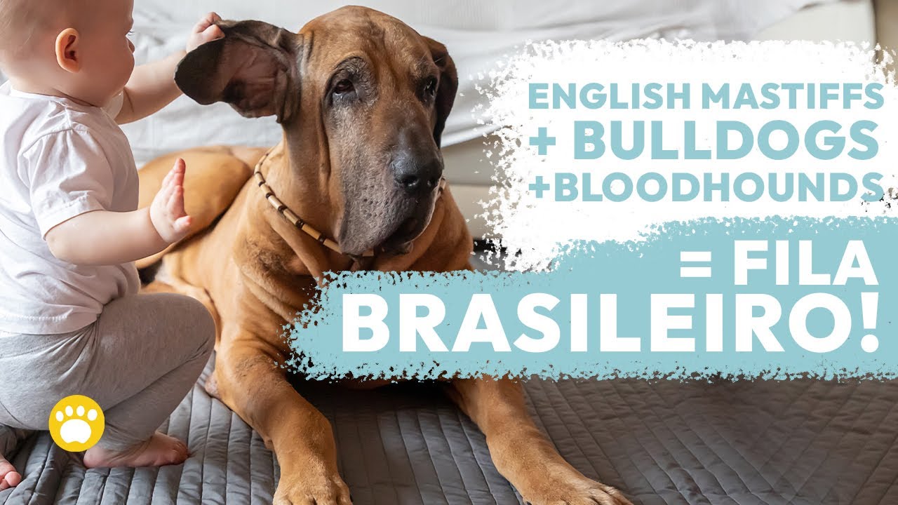 The Fila Brasileiro (Brazilian Mastiff) 101