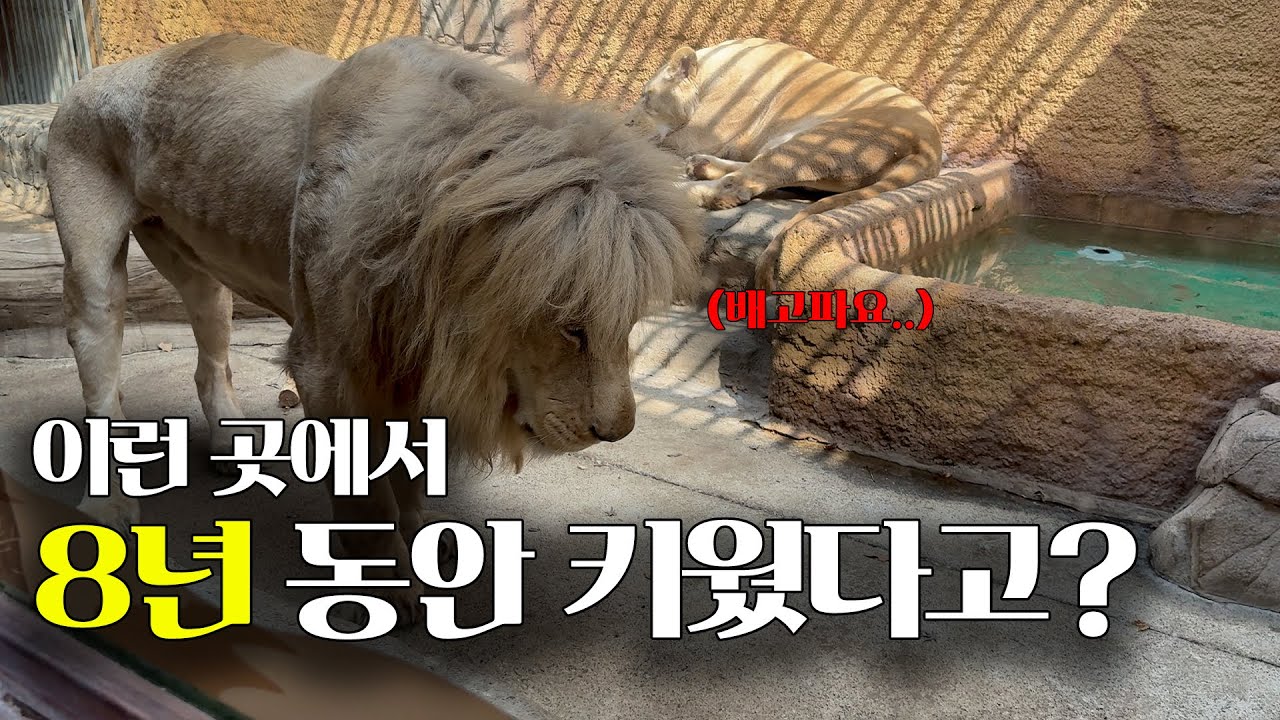 정말 충격적이었던 맹수 사육장....._대전 실내 동물원