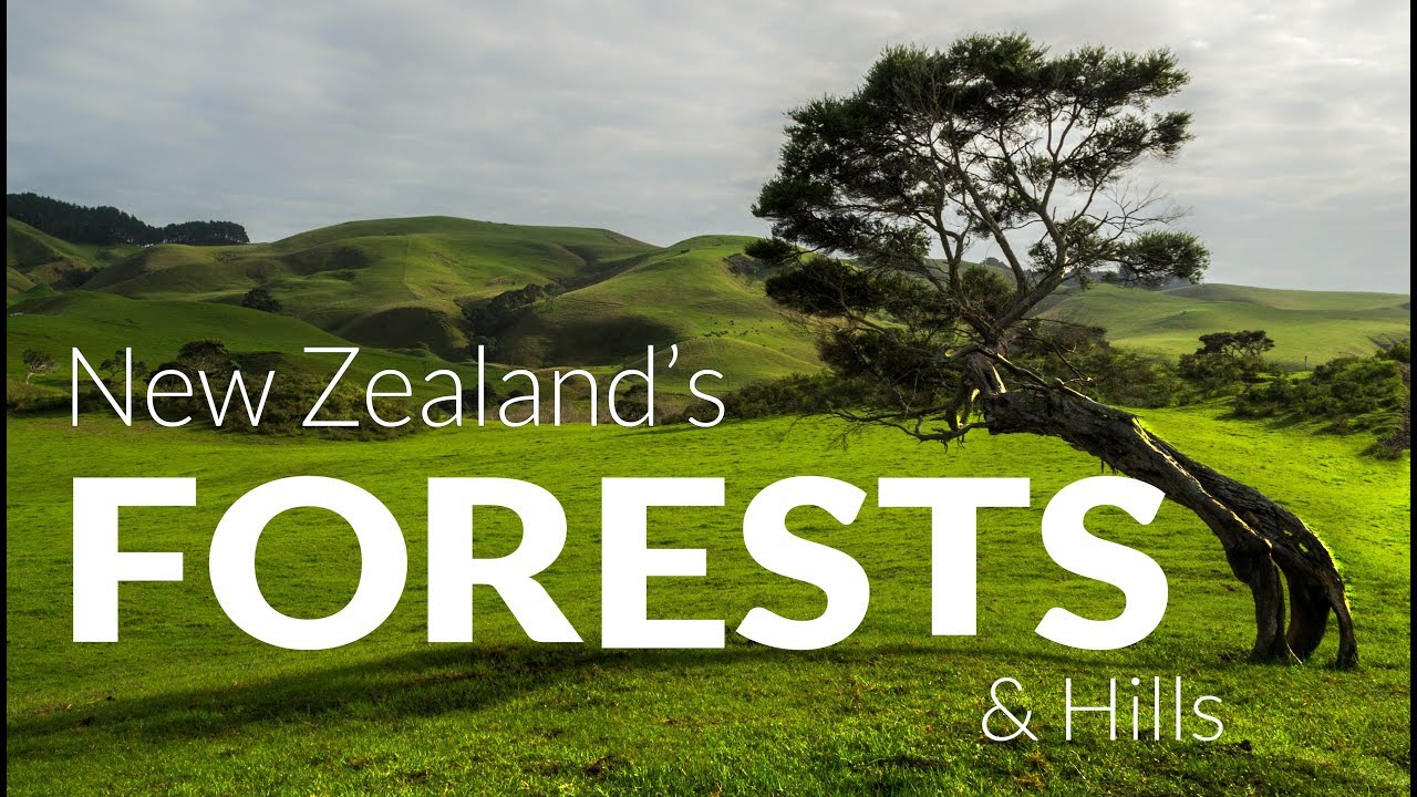 WOODLAND Photography - New Zealand's NORTH ISLAND Forests