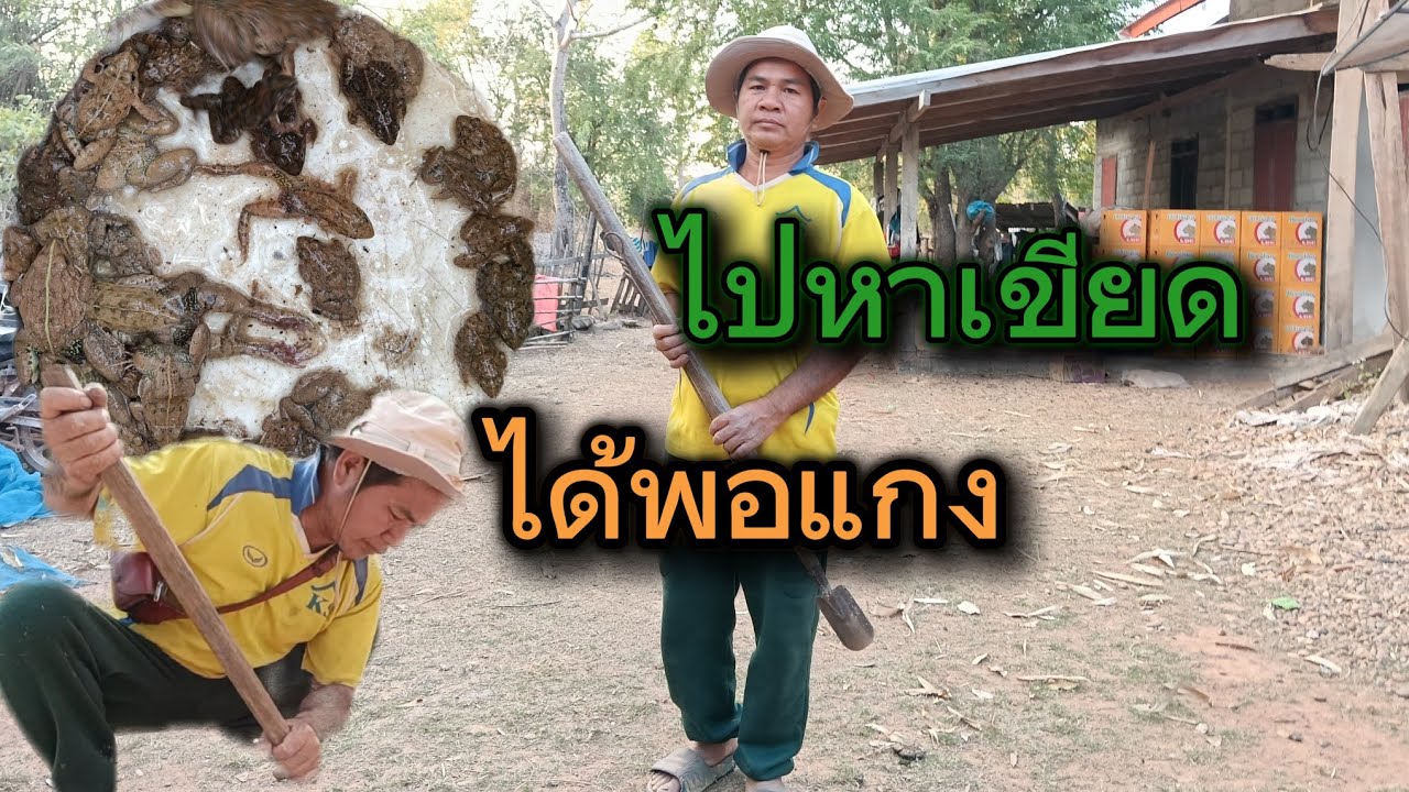 ไปขุดเขีบ#หาเขียดแบบบ้านๆ#