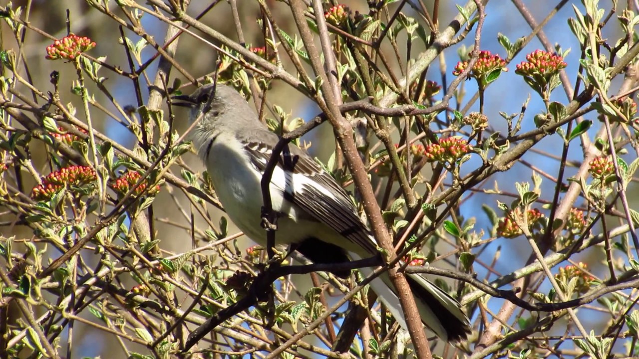 Mockingbird reciting his repertoire of car alarms, sounds, bird songs mimicry imitating parrot