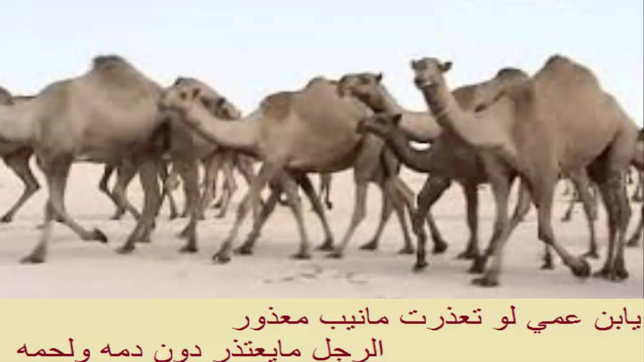 منقية الشيخ نايف بن خالد بن غتار العتيبي - كلمات سفر الدغيلبي - آداء سعد اليامي