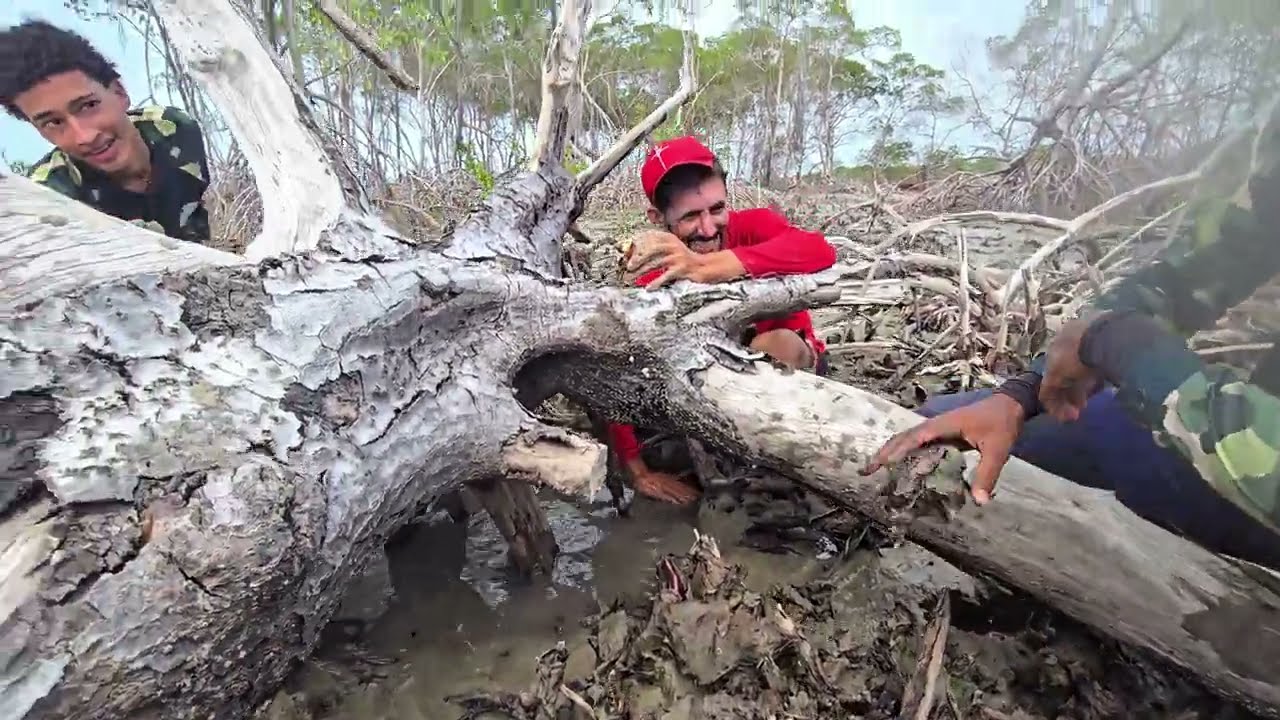 ARATU ATACANDO EM TODO LUGAR! Dia histórico no manguezal