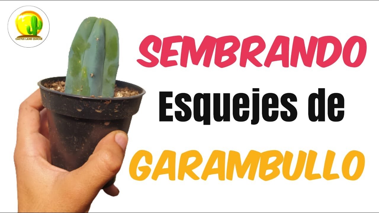 Sembrar esquejes de GARAMBULLO para injertos // CACTUS LAND QUICHÉ #cactus #plantas  #suculentas