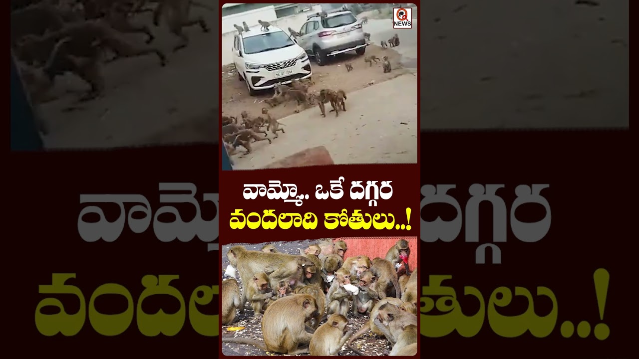వామ్మో.. ఒకే దగ్గర వందలాది కోతులు..!#HundredsOfMonkeys  #MonkeyViral  #shortvideo #qnews