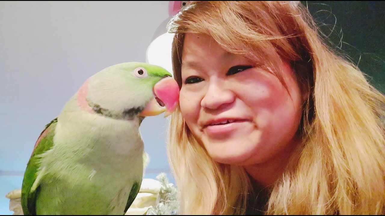 Paco and Tommy get new toys