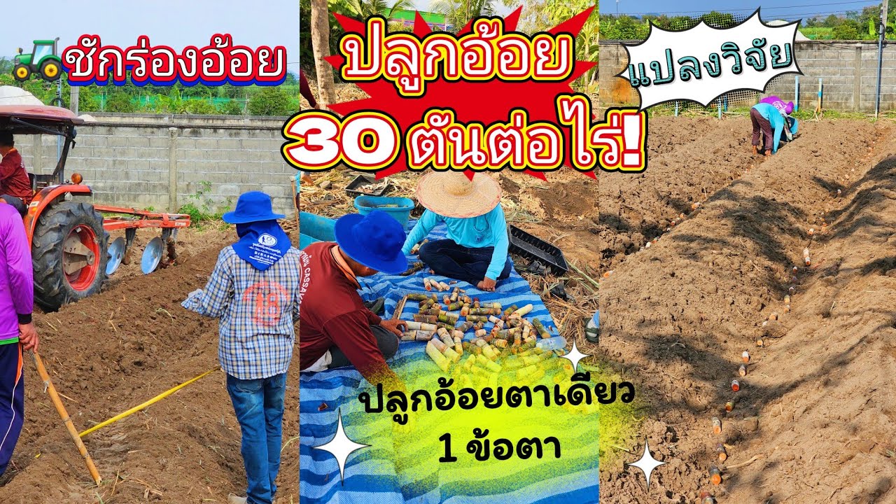 🔴 LIVE สด! ชักร่องปลูกอ้อย 1ไร่ 30 ตัน! อ้อยตาเดียว1ข้อตา | ผู้จัดการมัน
