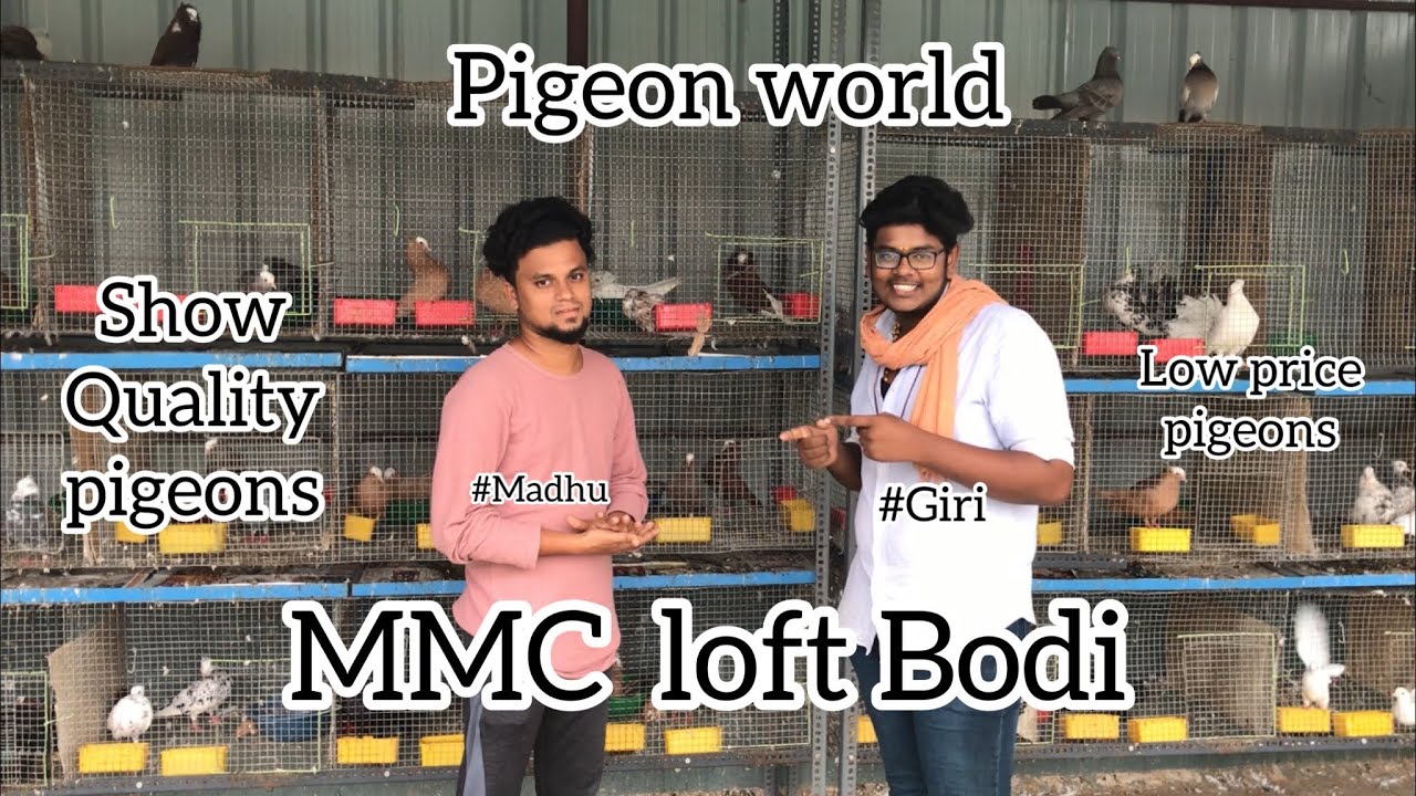 MMC pigeon loft bodi | Madhu Anna loft | pigeon for sale |tamil