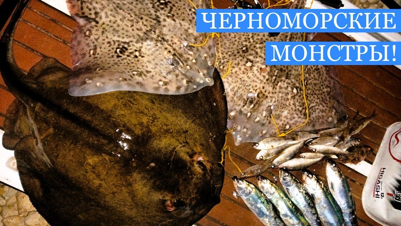 От улова до тарелки: гастрономия скатов Чëрного Моря - зимняя рыбалка в Севастополе!
