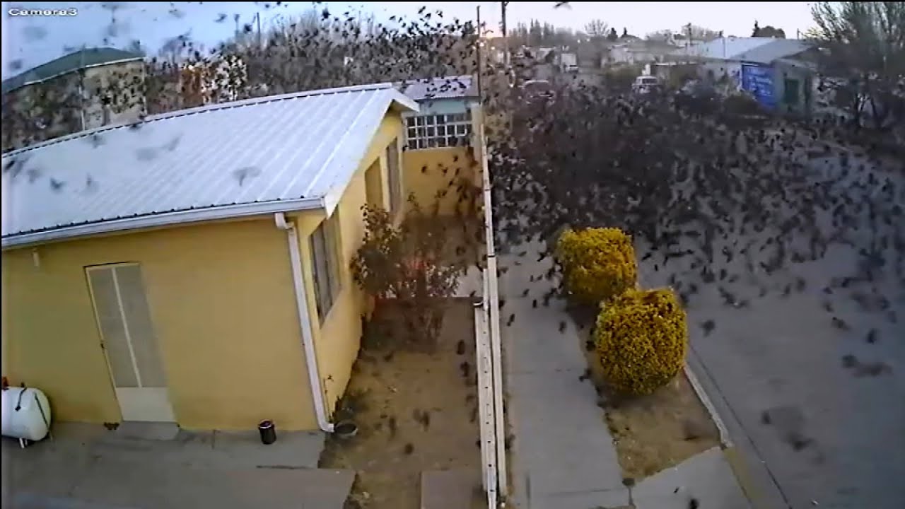 Hundreds of Birds &lsquo;Free Fall&rsquo; Out of the Sky