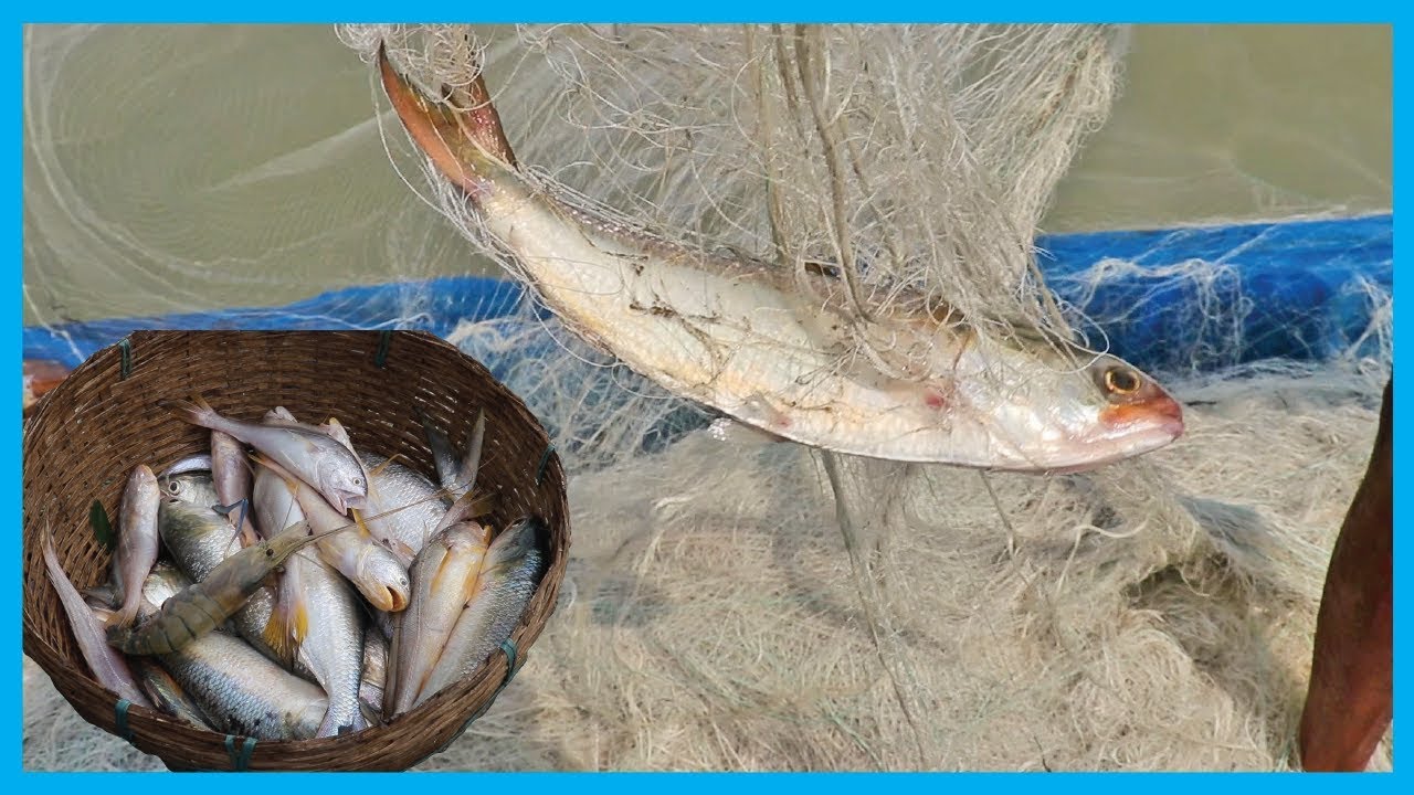 Amazing Fast Hilsa Fishing Skill (PART 22) - Catching Hilsa Fish Big on the Sea