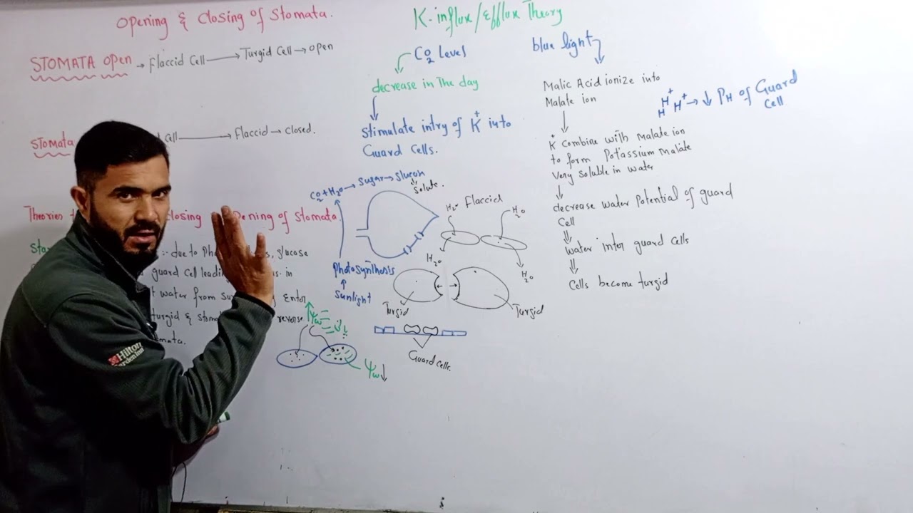 L 6 Opening and closing of stomata