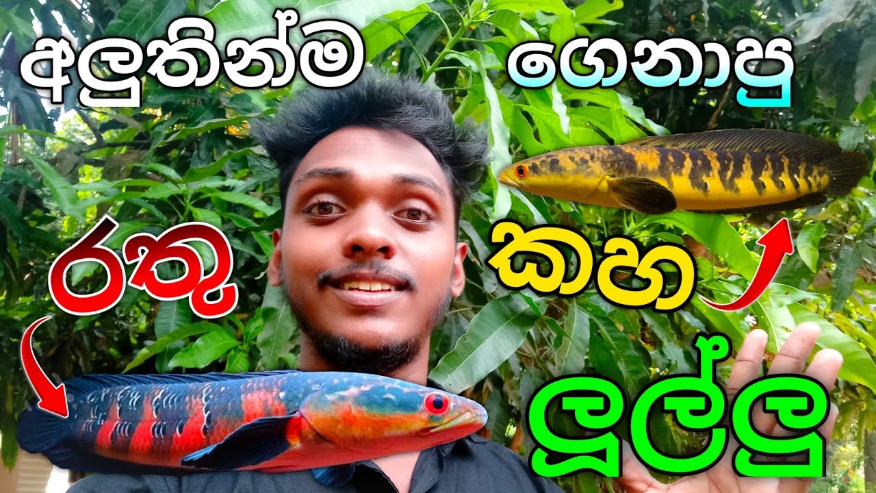 අලුතින්ම ගෙනාපු කහ සහ රතු සර්ප පැටව් ... 😬🐍 New Snakehead Babies 😍