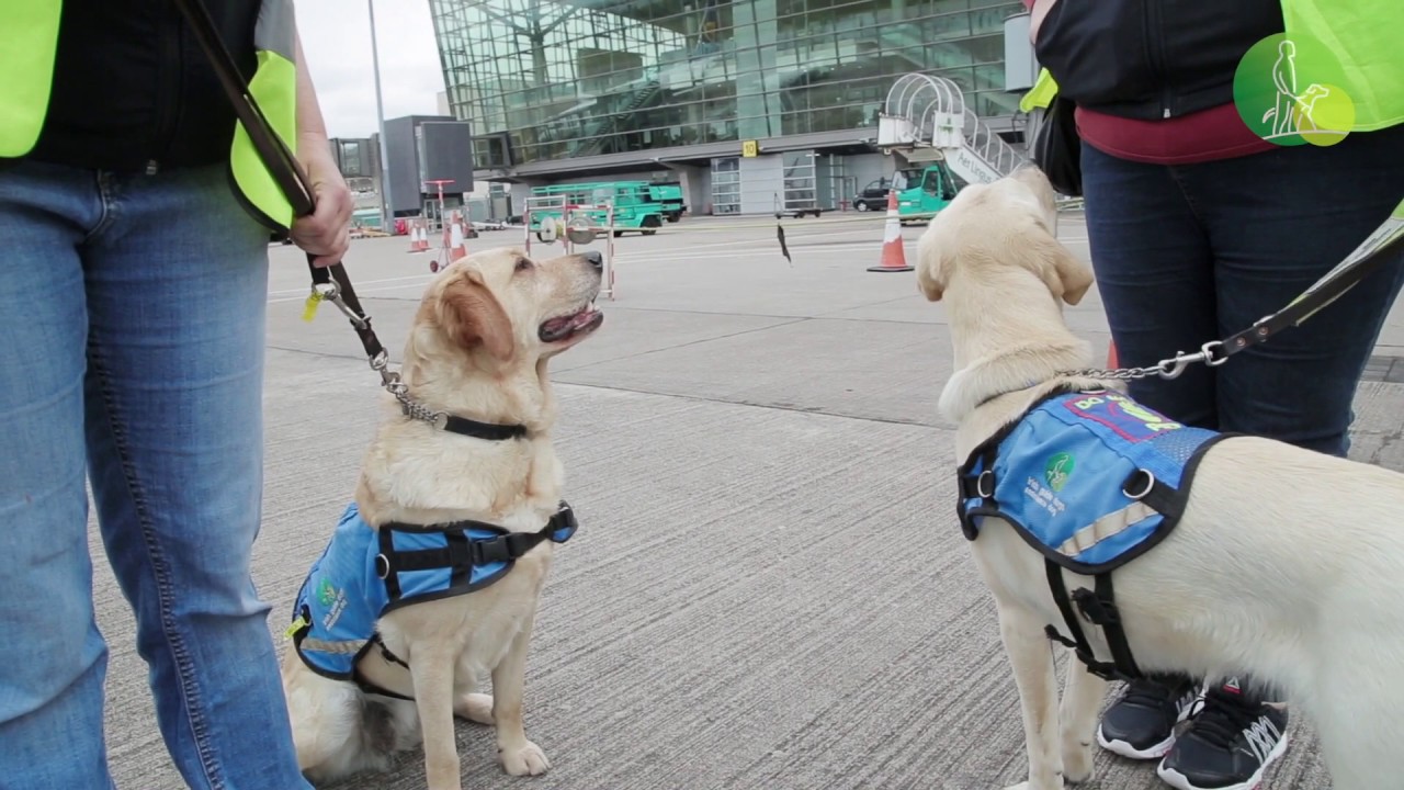 Training Assistance Dogs in Cork Airport
