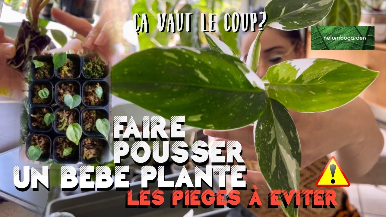 Comment réussir à 🌱 faire pousser un bebe plante 🌱- acheter un bebe : bon ou mauvais plan?💸