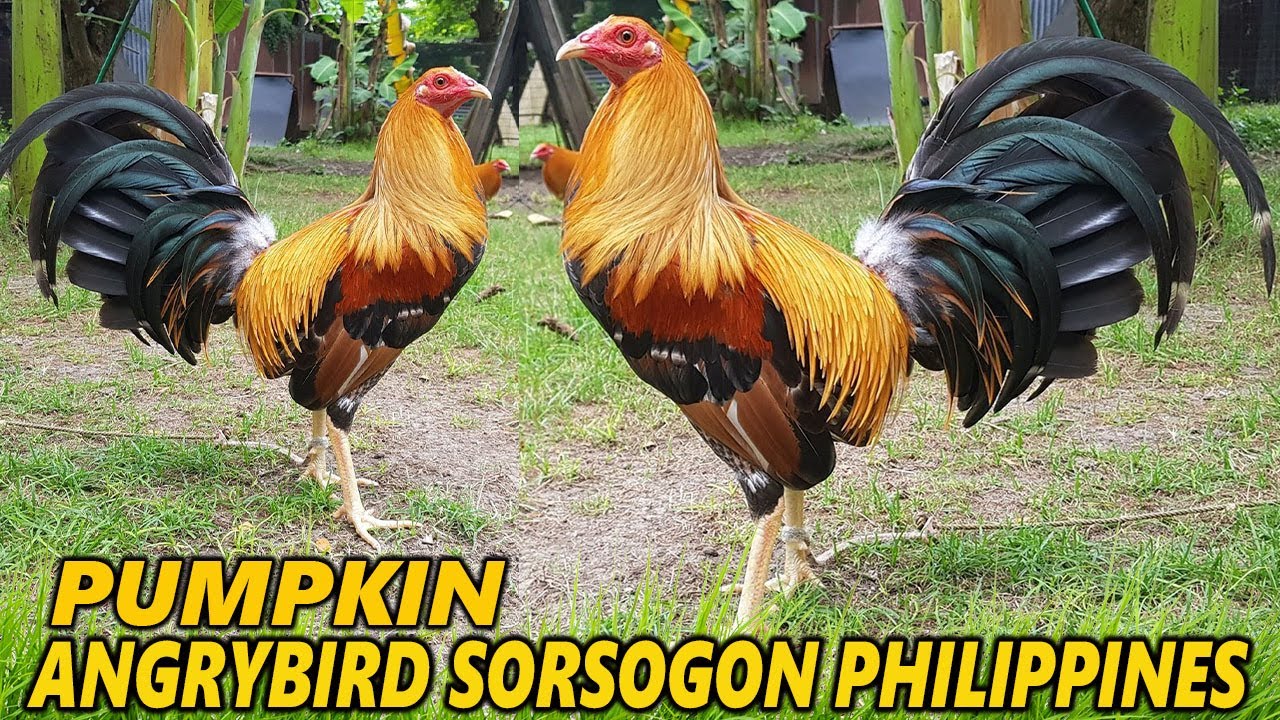 Angry Bird Pumpkin Hatch Grey - Big Farm In Philippines Beautiful Birds