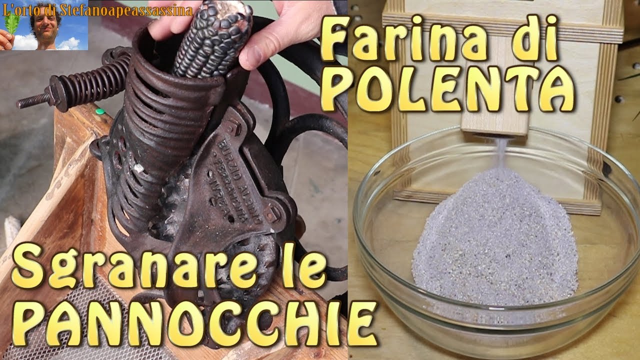 Come fare la FARINA DI POLENTA e sgranare le PANNOCCHIE e conservare i semi di mais grano turco