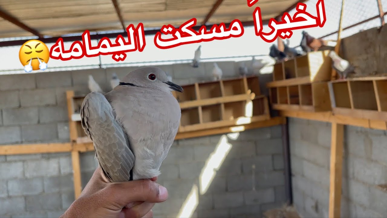 اليمامه تحسب الدخول مثل الخروج😂😂