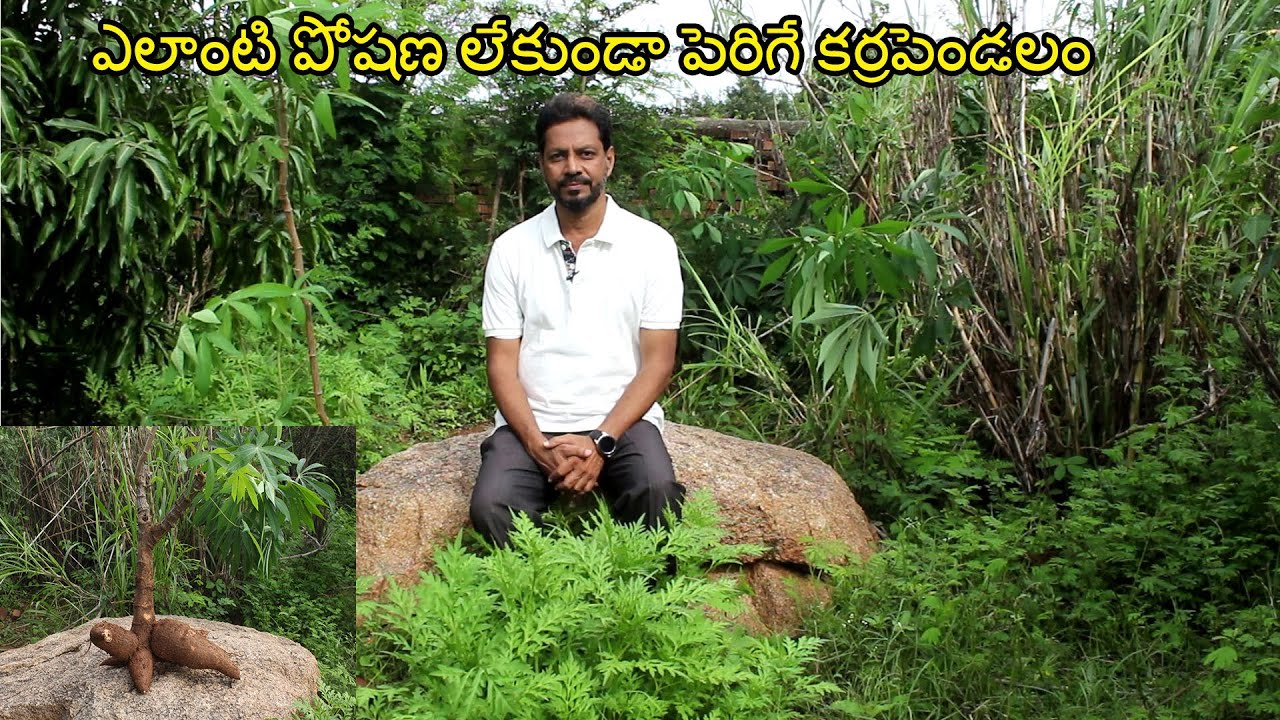 ఎలాంటి పోషణ లేకుండా పెరిగే కర్రపెండలం | Tapioca Harvesting  | Karrapedalam Harvesting Tips