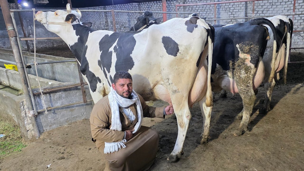 أبقار هولشتاين الماني وامريكي بيور بتحلب 40 و35 ك في اليوم علي الميزان وخليط عالي 22 ك لبن في اليوم