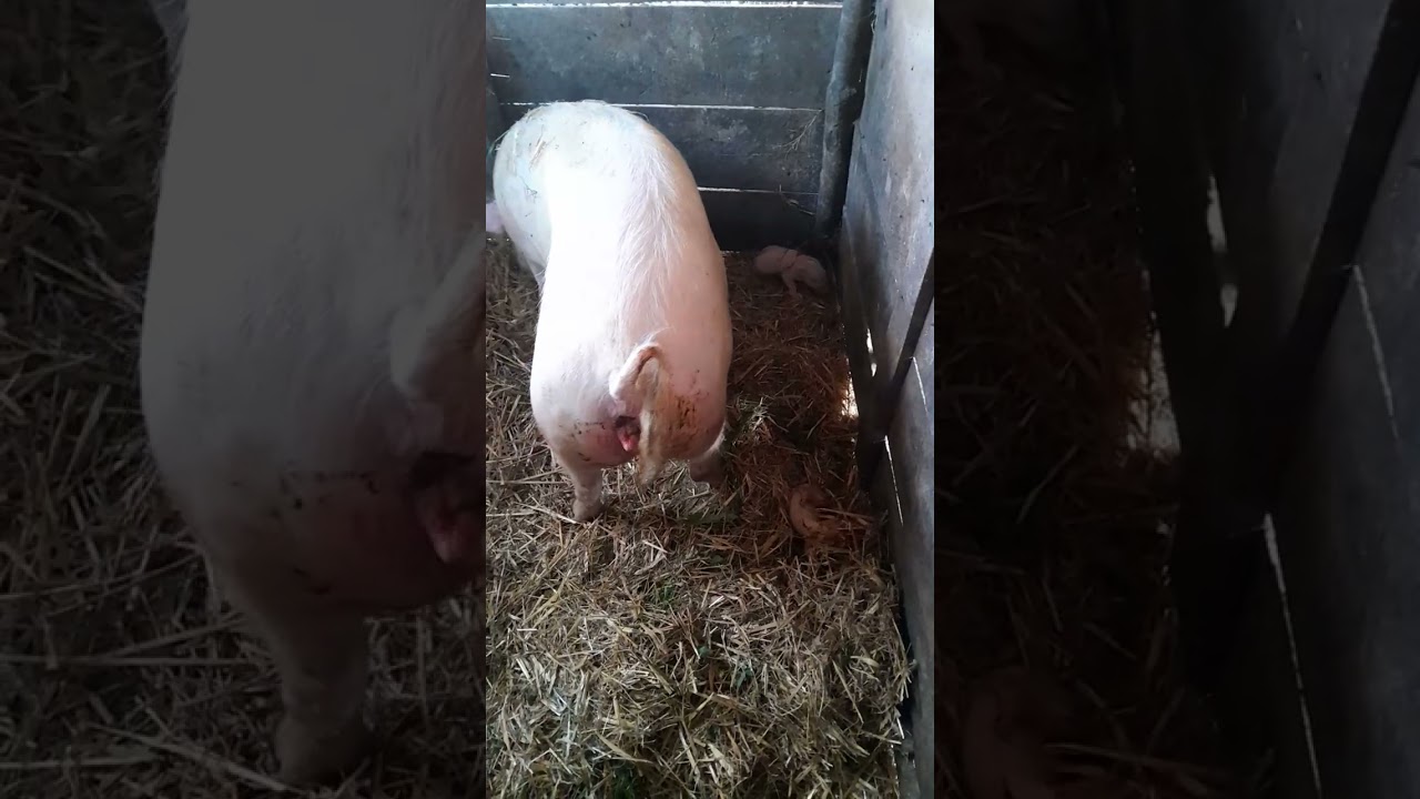 prasi se krmača
