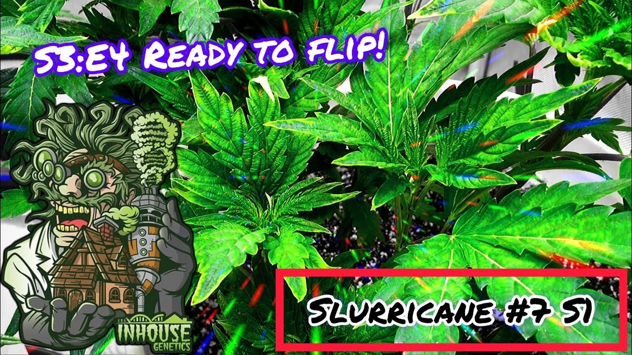 Seed to Harvest - In House Genetics