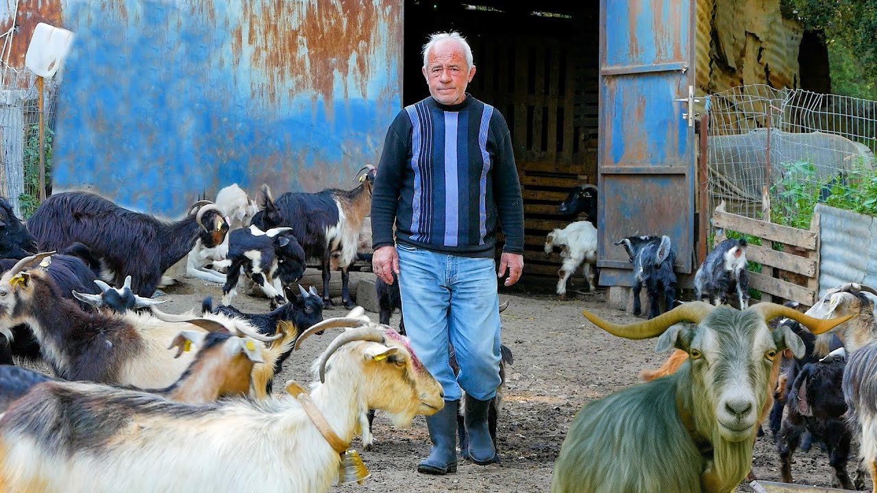 Ο Ανδρέας και τα γίδια του | Η ζωή ενός τελευταίου ορεινού κτηνοτρόφου