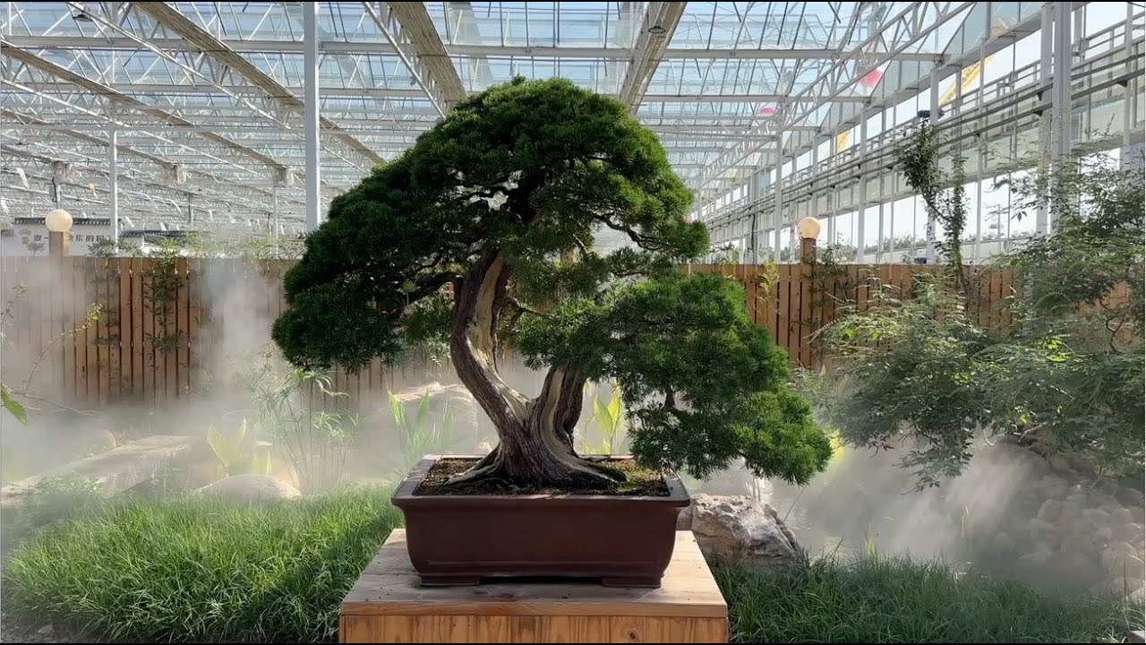 The Worlds Largest International Bonsai & Penjing Exhibition - WORBAC