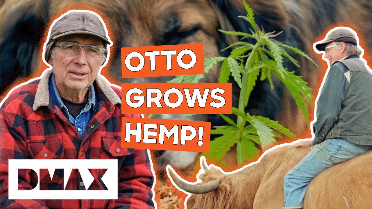 Otto Kilcher Grows Hemp On The Homestead! | Alaska: The Last Frontier
