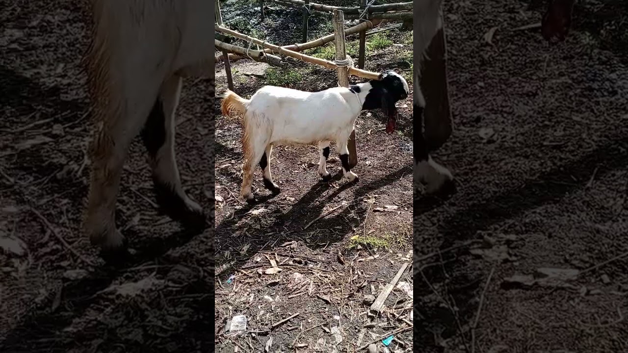 kambing doroan 1350
