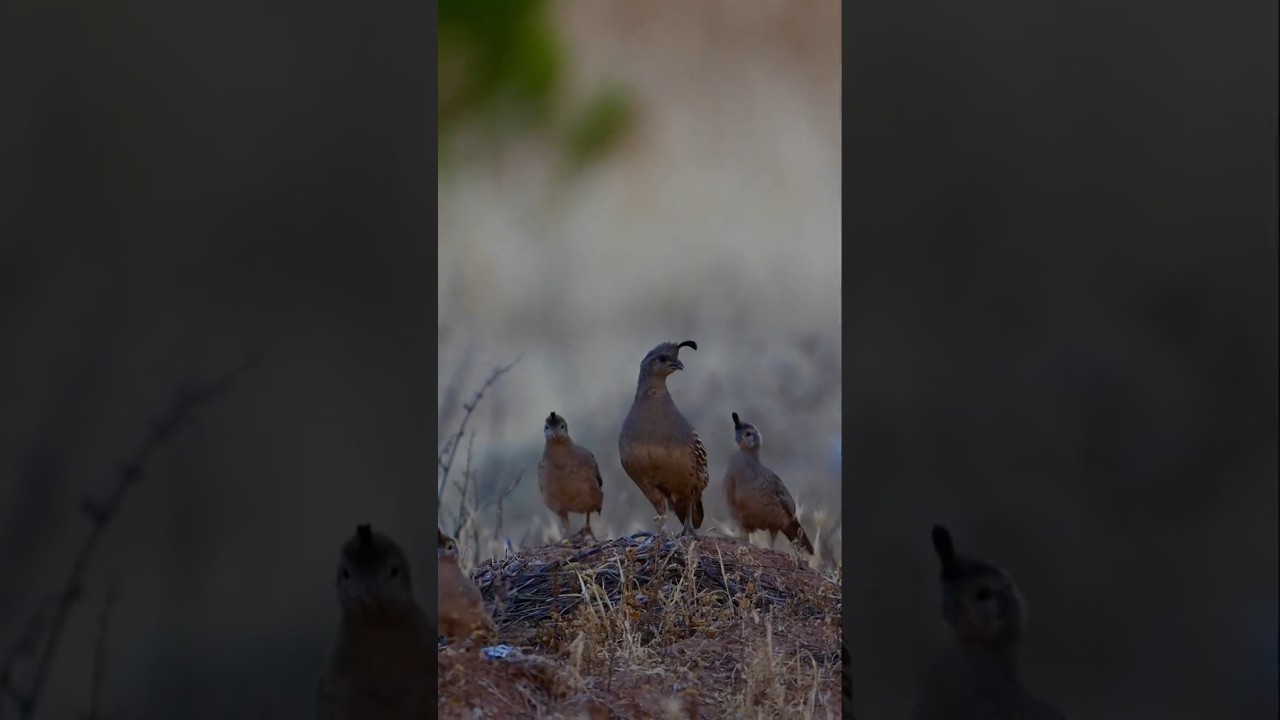 A quail family. #sonyalpha #birds #bbcearth #wildlife #nature #birdphotography